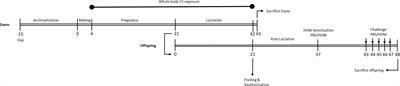 Prenatal and Postnatal Cigarette Smoke Exposure Is Associated With Increased Risk of Exacerbated Allergic Airway Immune Responses: A Preclinical Mouse Model